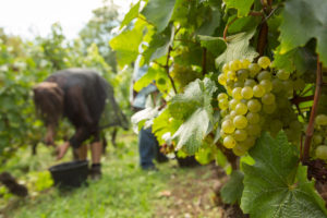 Vendanges-2017-2