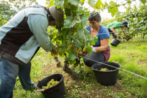 Vendanges-2017-3