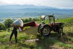 Vendanges-2017-7