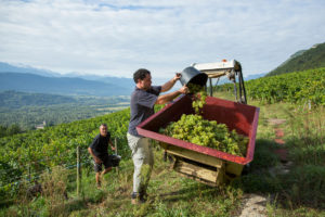 Vendanges-2017-9