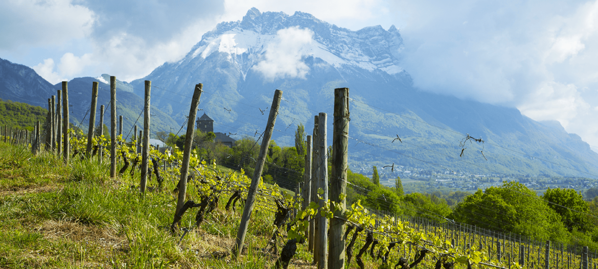 cycle-de-vie-vigne.png