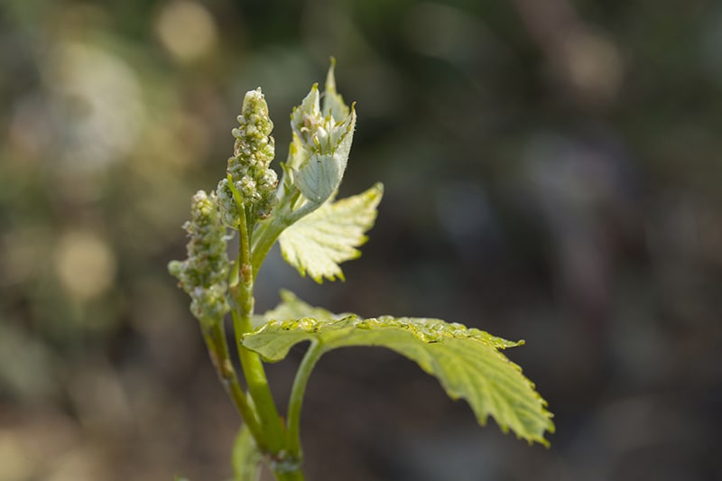 grappes-visibles-min.jpg