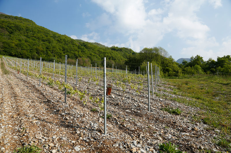 Plantation-2-ans-après-1.jpg