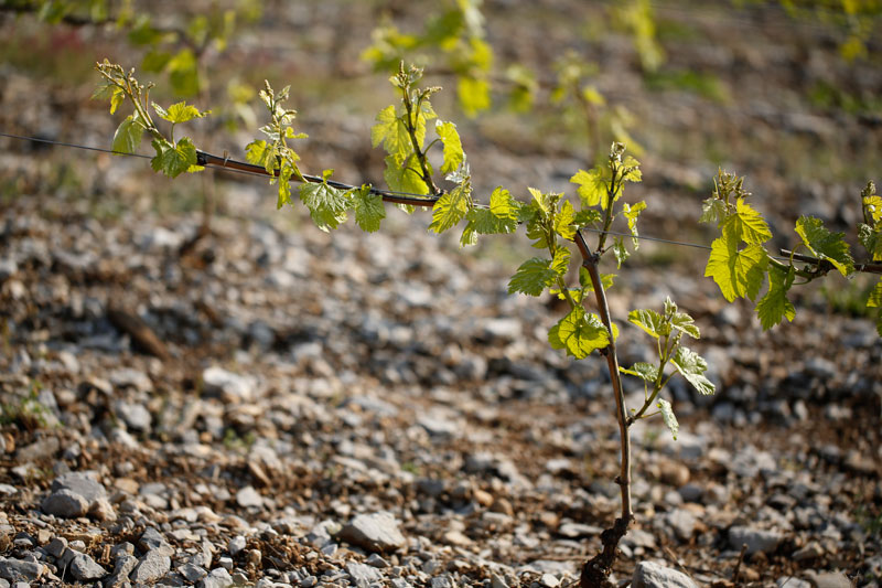 Plantation-2-ans-après-3.jpg