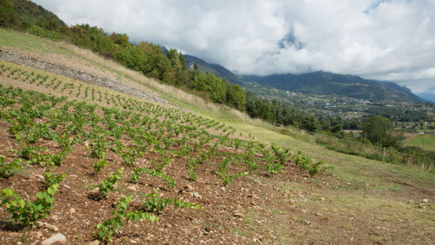 La vigne, un travail de préparation à long terme !