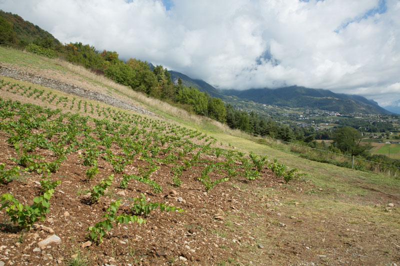 Plantation-3-mois-après-1.jpg