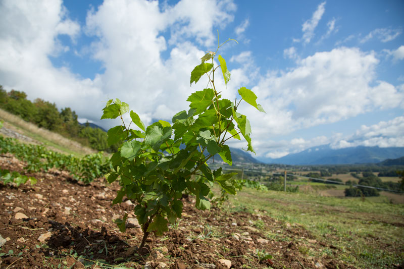 Plantation-3-mois-après-3.jpg