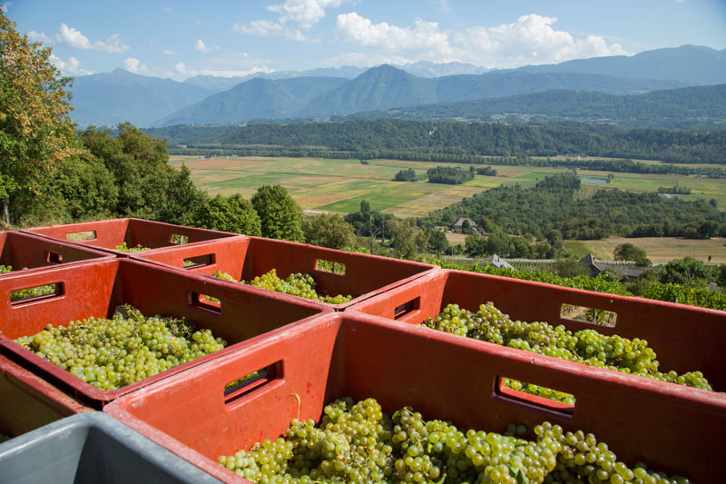 Vendanges-Philippe-Grisard-caisses-Crémant.jpg