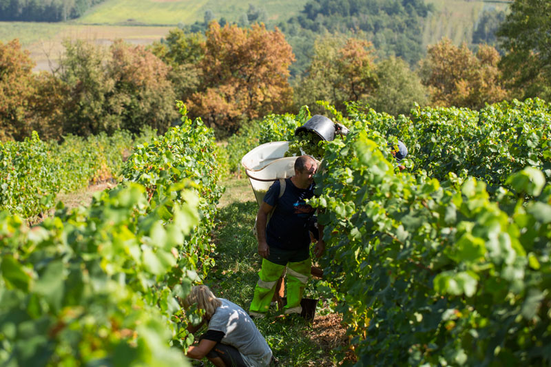 Vendanges-Philippe-Grisard-porteur.jpg