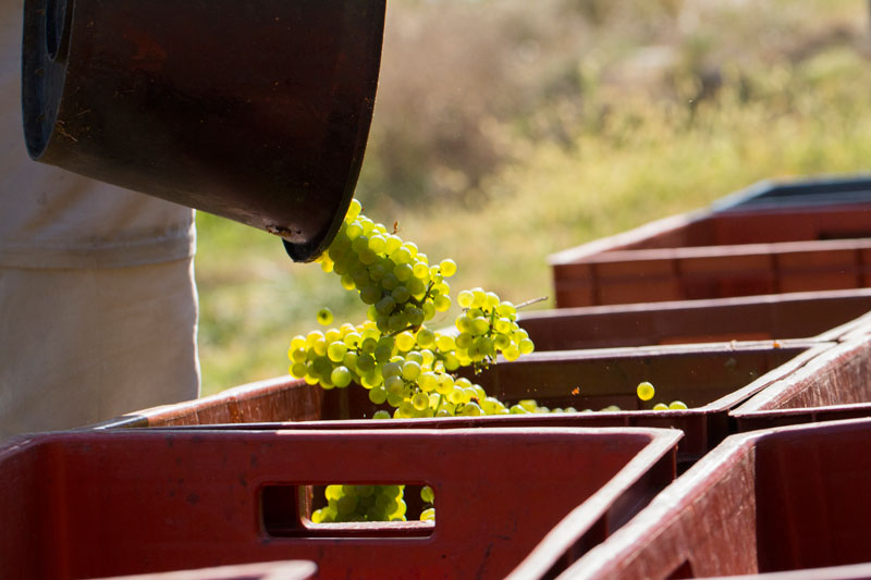 Vendanges-Philippe-Grisard-sot-caisses-Crémant.jpg