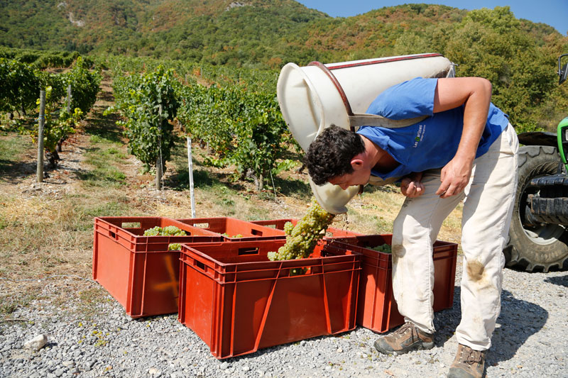 Vendanges-Philippe-Grisard.jpg