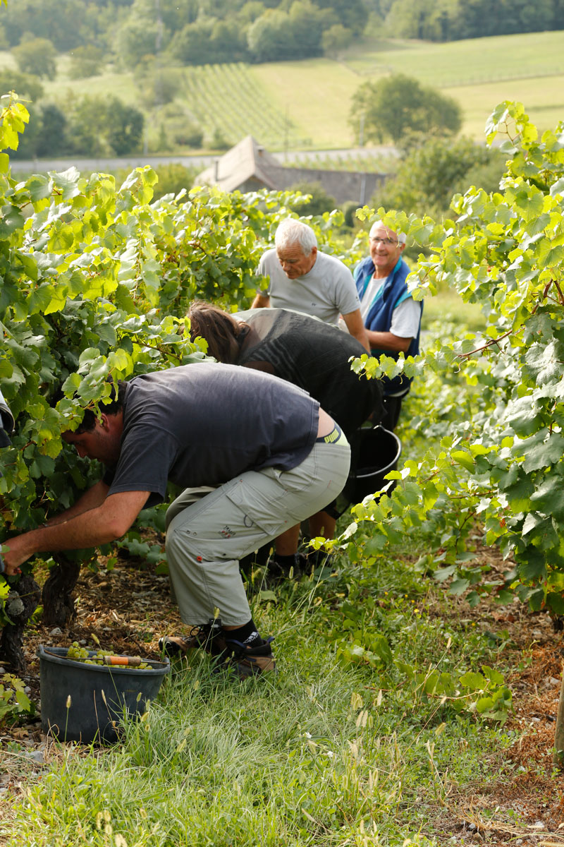 Vendanges-2017-1.jpg