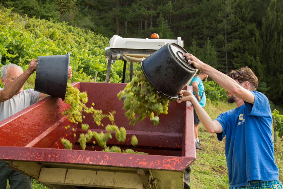 Vendanges-2017-4.jpg