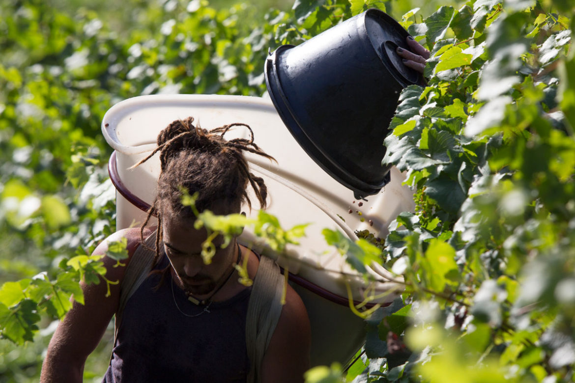 Vendanges-2017-6.jpg