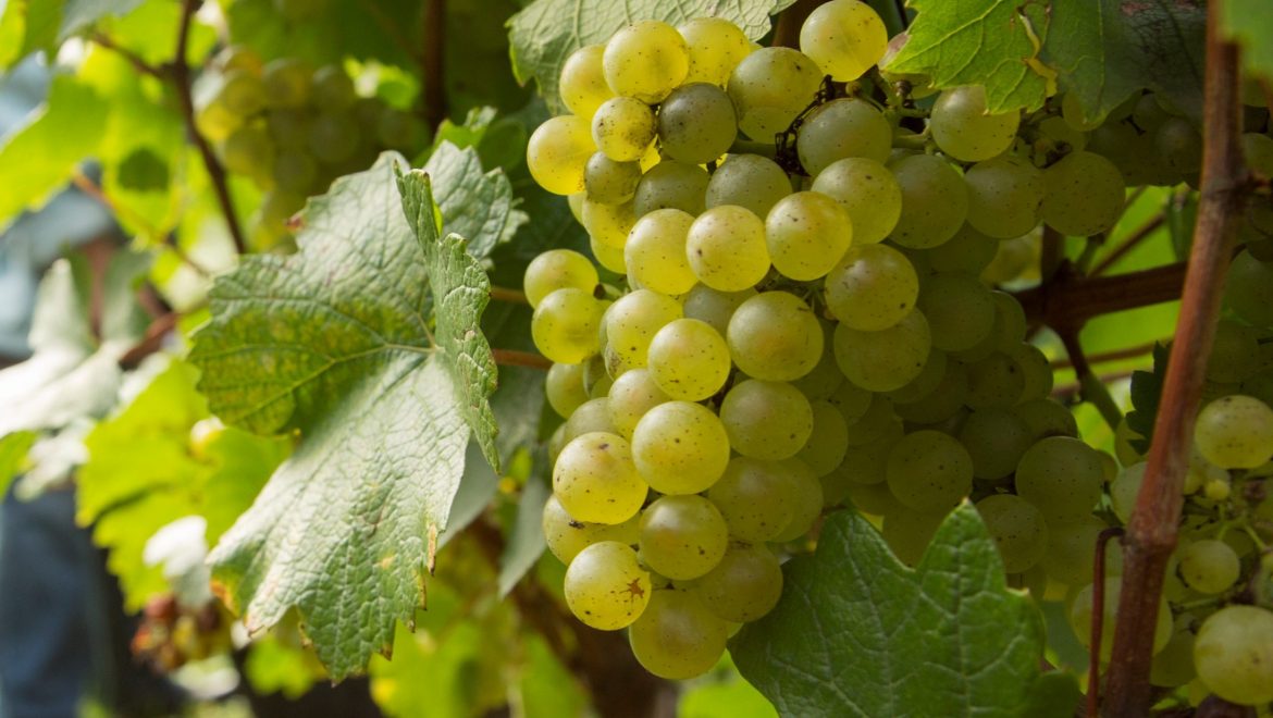 Vendanges 2018