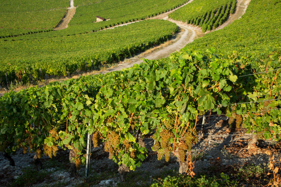 Vendanges-Bergeron-2018-1.jpg