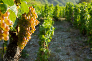 Vendanges-Bergeron-2018-2