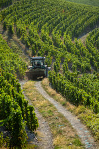 Vendanges-Bergeron-2018-3