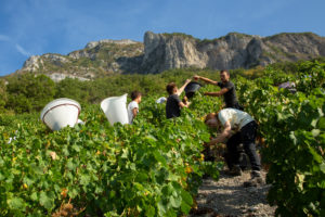 Vendanges-Bergeron-2018-4