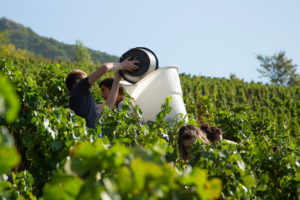 Vendanges-Bergeron-2018-5