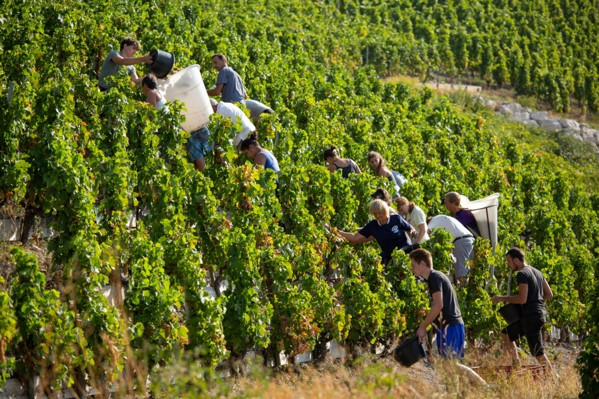 Vendanges-Bergeron-2018-6.jpg