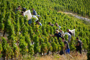 Vendanges-Bergeron-2018-6