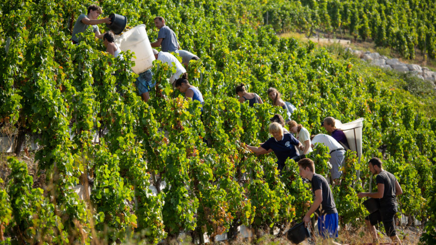 Vendanges 2018 : un cru exceptionnel !