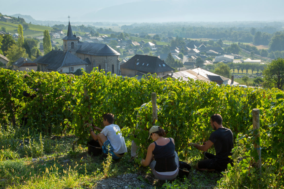 Vendanges-Fréterive-2018.jpg