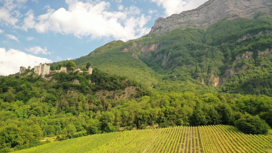 Et pendant ce temps-là dans les vignes…