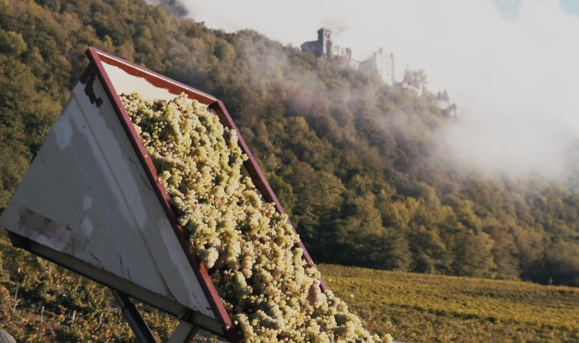 Visuel-vidéo-vendanges-2019.png