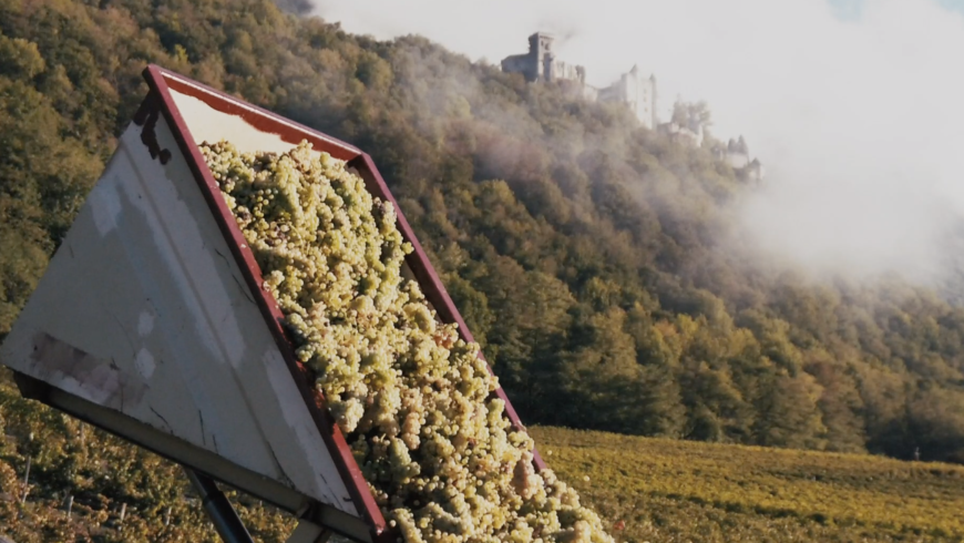 Retour sur les vendanges 2019