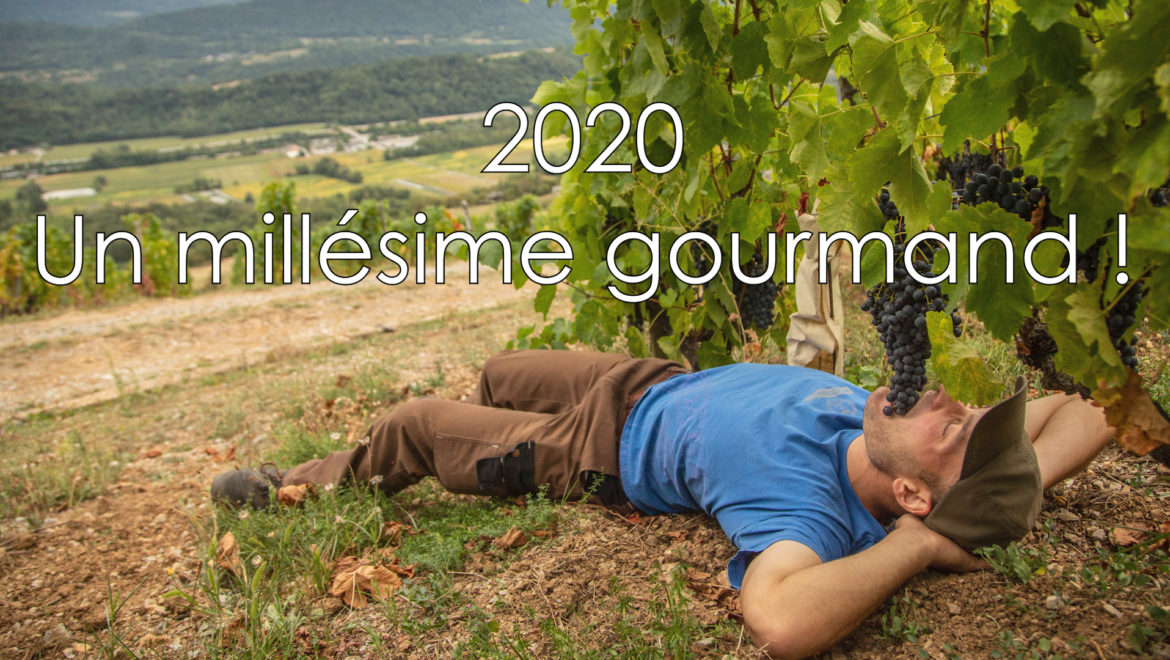 Lancement des vendanges 2020