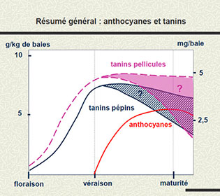 opt-mat-tanins-3.jpg