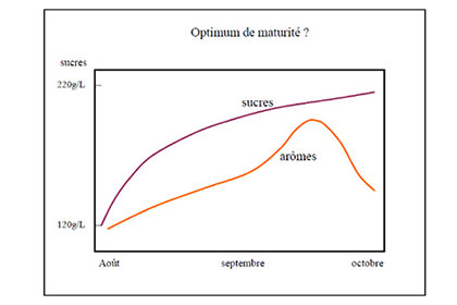 opt-maturite-3.jpg