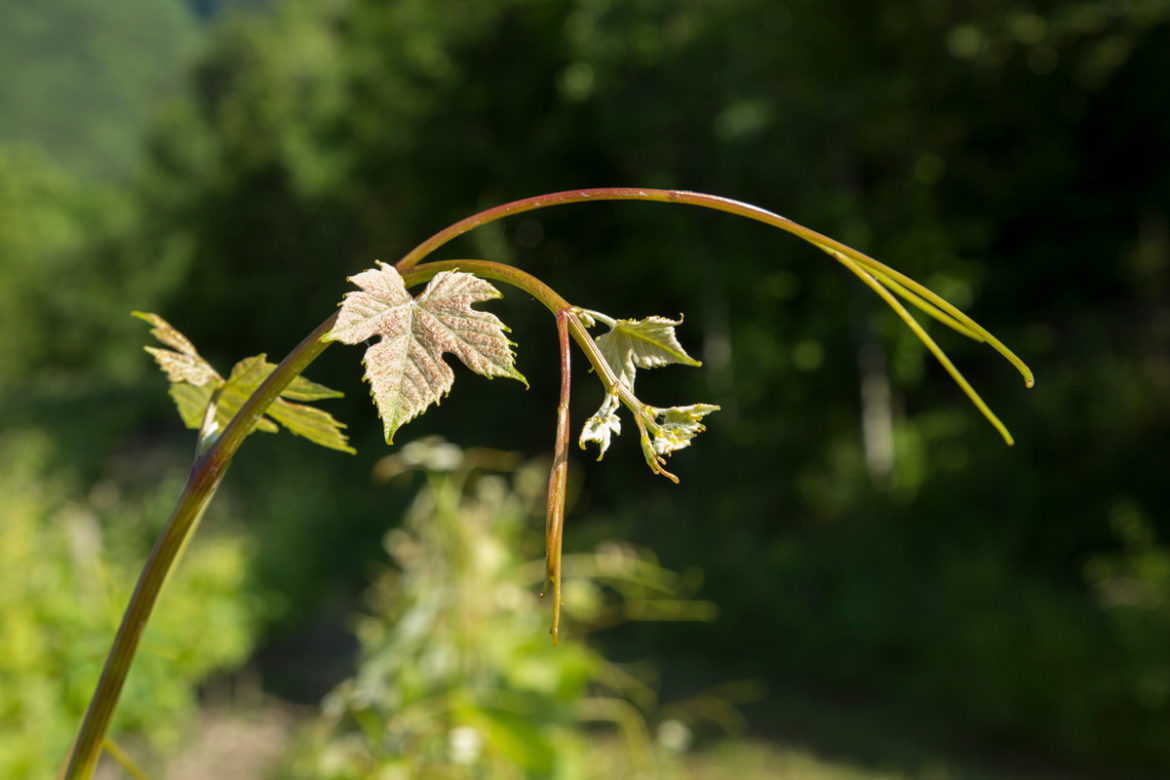 Feuilles-jeunes-Mondeuse.jpg