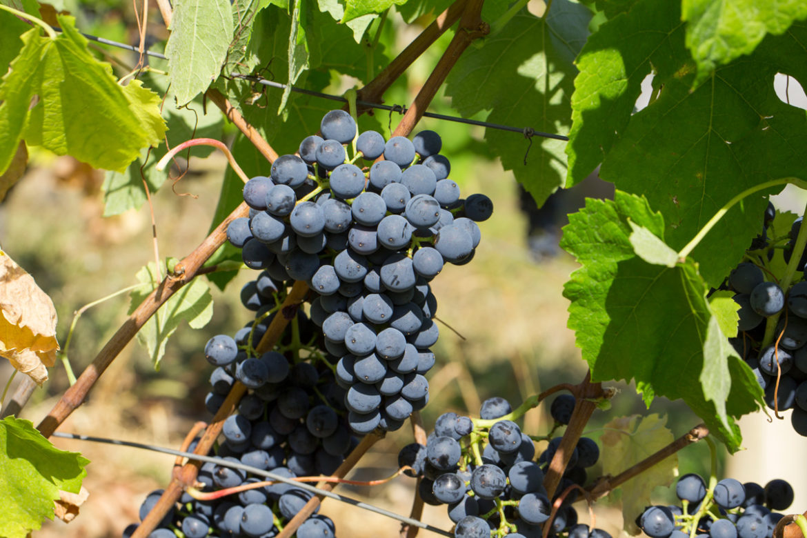 Grappes-Mondeuse.jpg