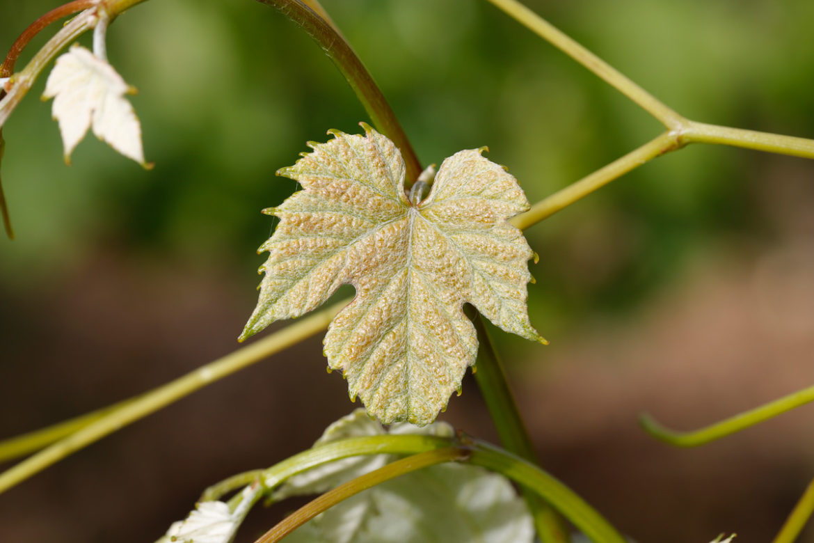 Jeunes-feuilles-Mondeuse.jpg