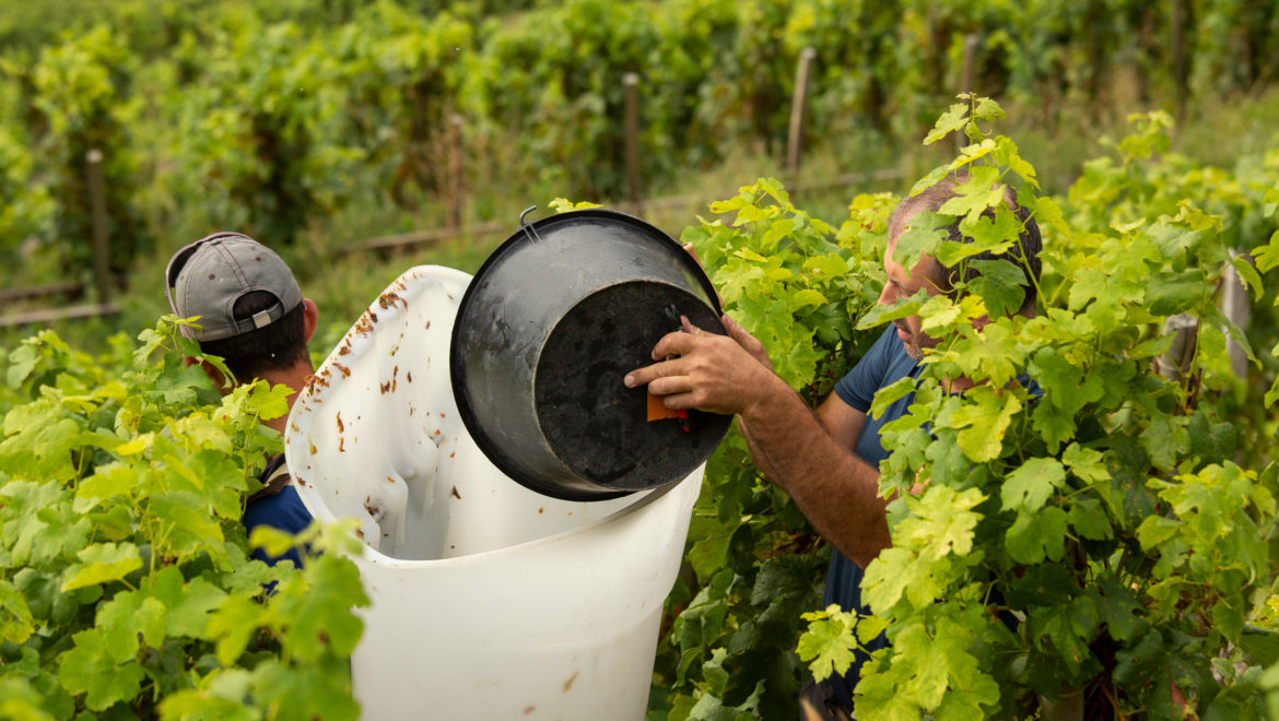 Les vendanges 2021