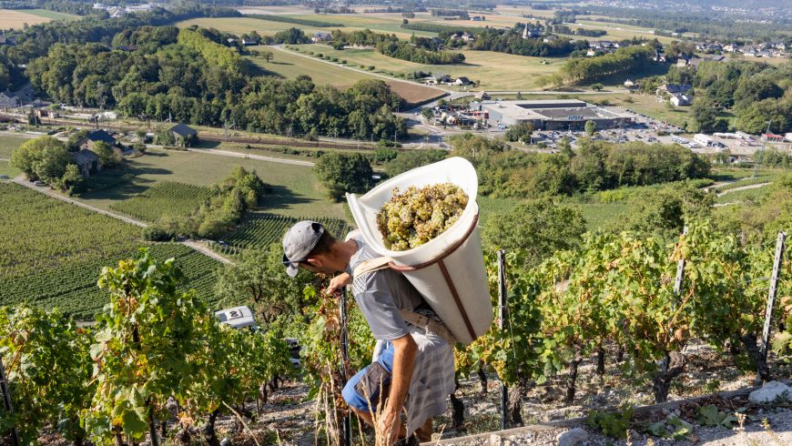 Vendanges 2022 très précoces…