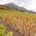 État des vignes avant le démarrage des vendanges