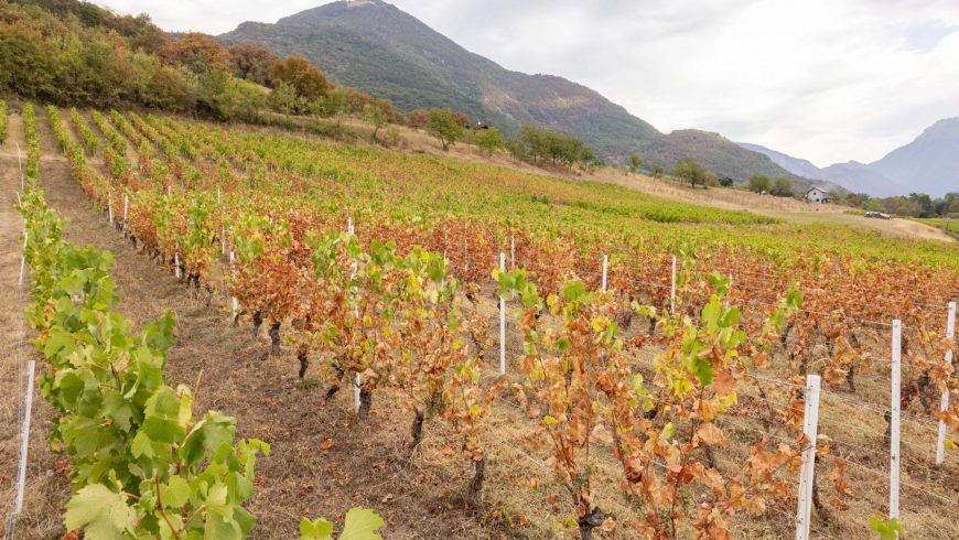 État des vignes avant le démarrage des vendanges