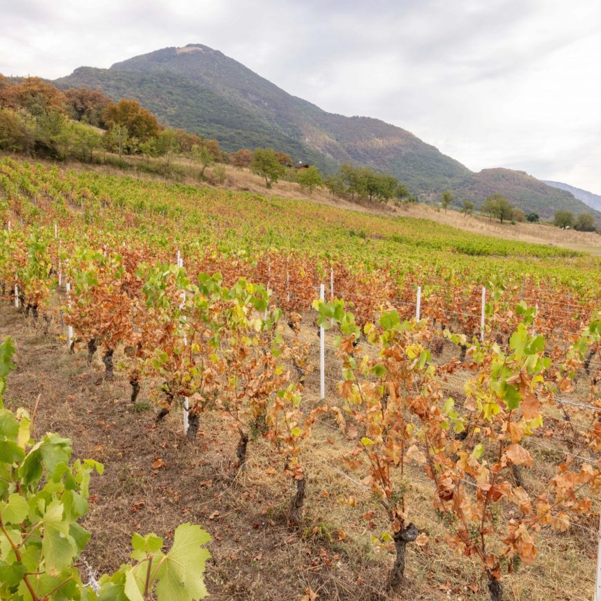 État des vignes avant le démarrage des vendanges