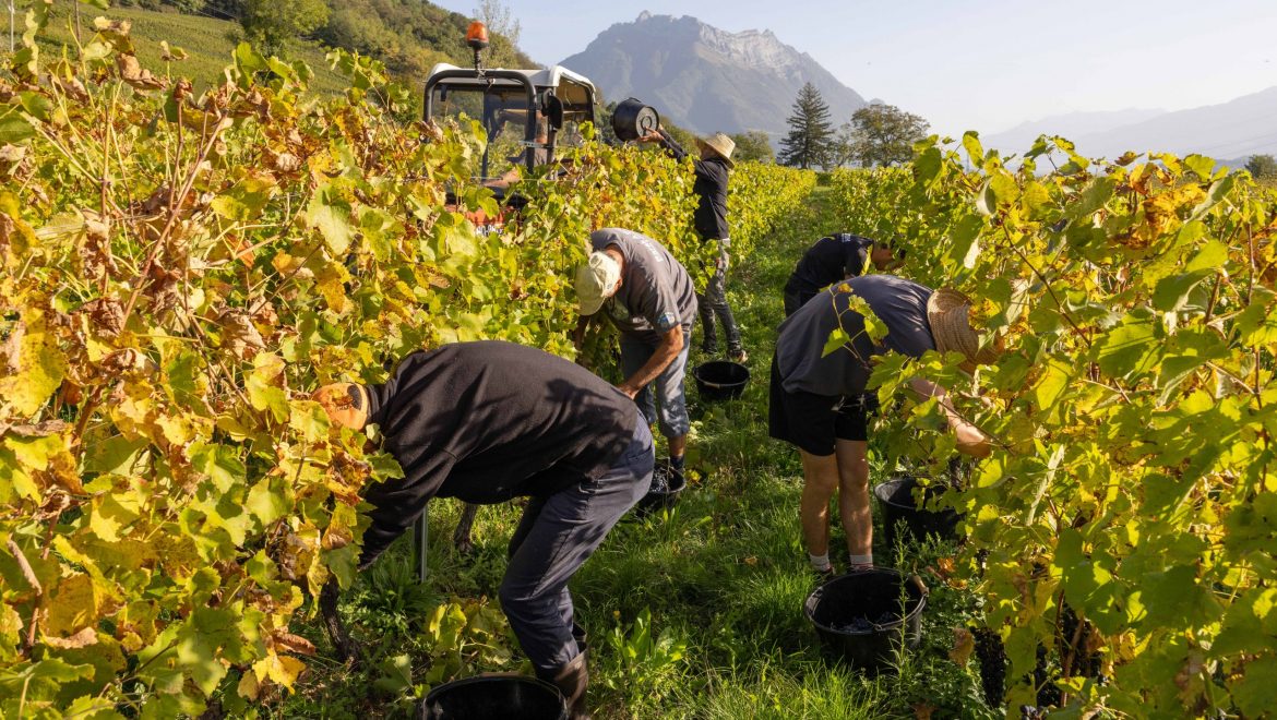 Des vendanges qui se finissent en beauté !