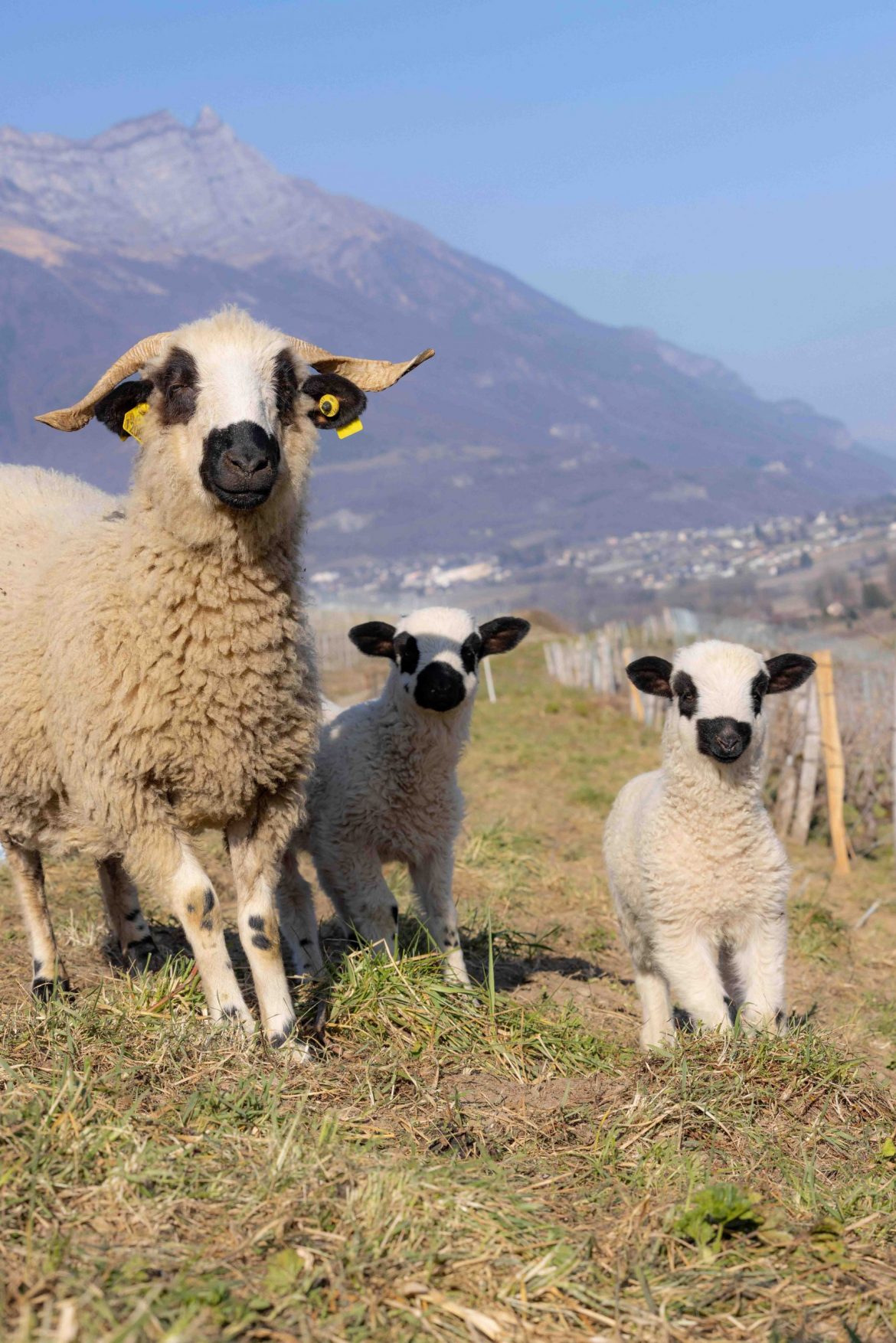 Moutons-scaled.jpeg